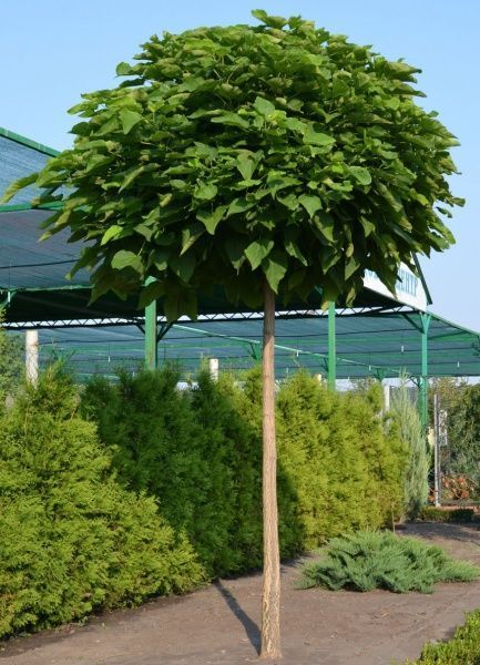 Растение Катальпа бигнониевидная Catalpa bignonioid es Nana St150