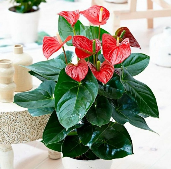 Рослина Антуріум 9/30