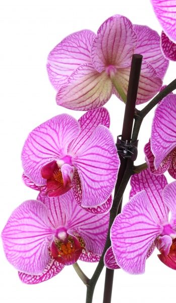 Растение Фаленопсис 12х60 см 1 ветка