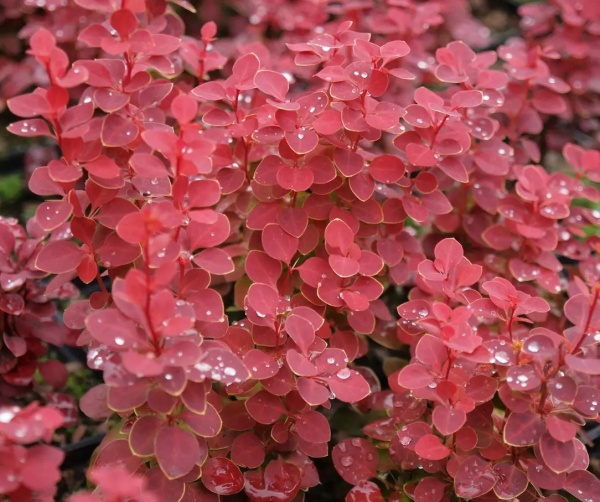 Растение Барбарис/ Berberis thunbergii Chikita С3, D 20-25