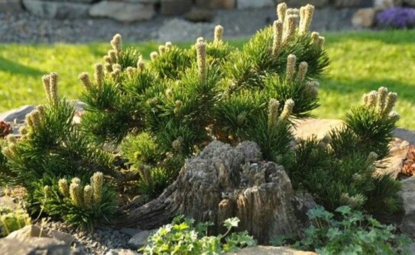 Рослина Сосна гірська / Pinus mugo Jakobsen, С15