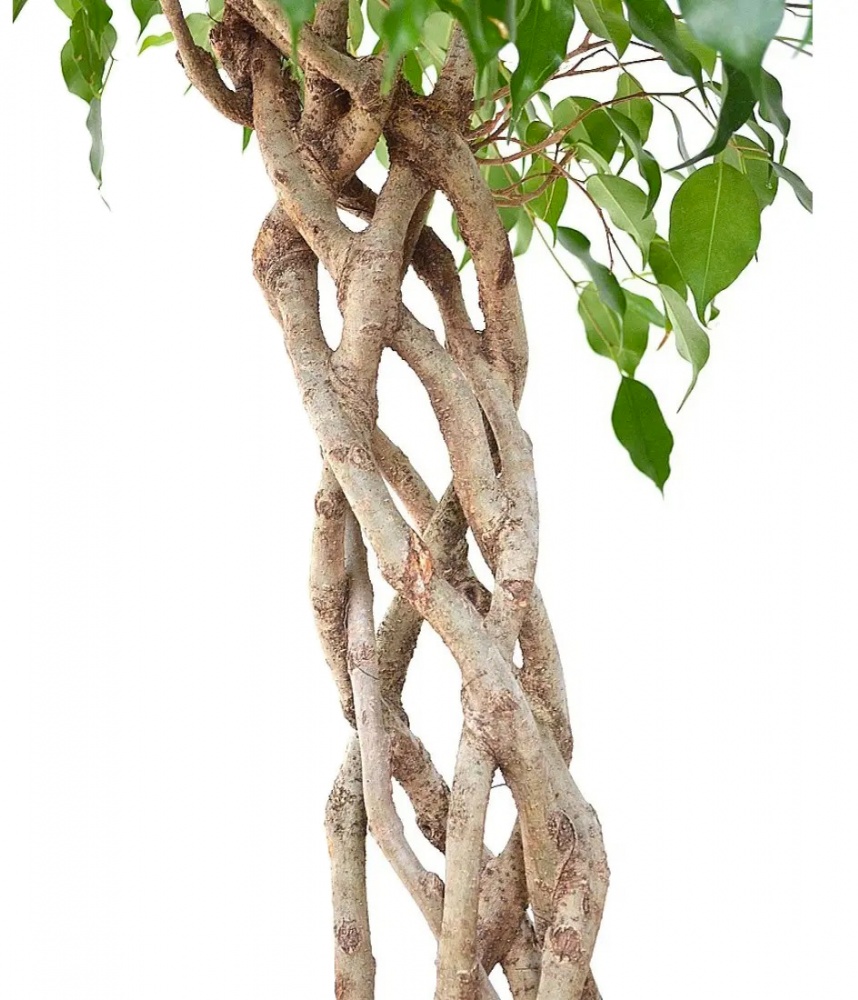 Растение Фикус бенжамина Экзотика цилиндр 27/120