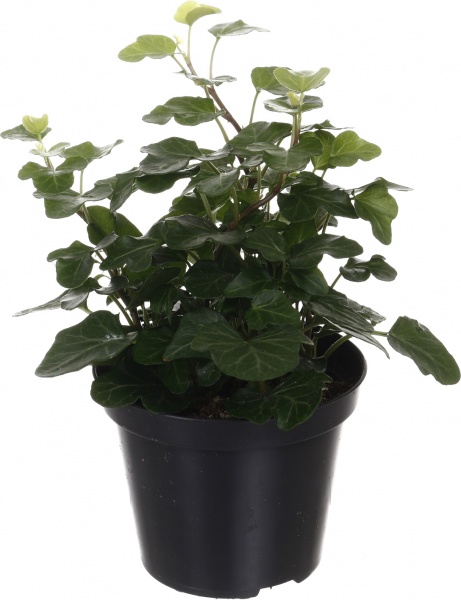 Рослина кімнатна Плантмікс 09//20