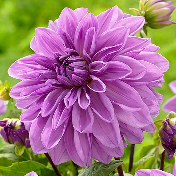 Коренебульба Яскрава Жоржина декоративна Lavender Perfection 1 шт.