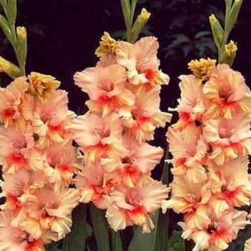 Луковица Яскрава Гладиолус гофрированный Painted Frizzle 3 шт. 