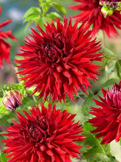 Корнеклубень георгины фимбриата Джексон 1 шт. 