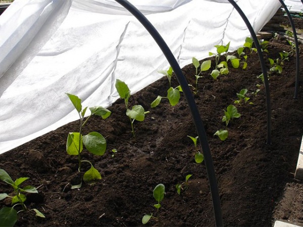 Парник мини Дачный 6 м