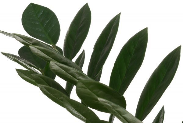 Растение Замиокулькас d21х100 см