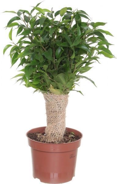 Растение Фикус 12/45 джут