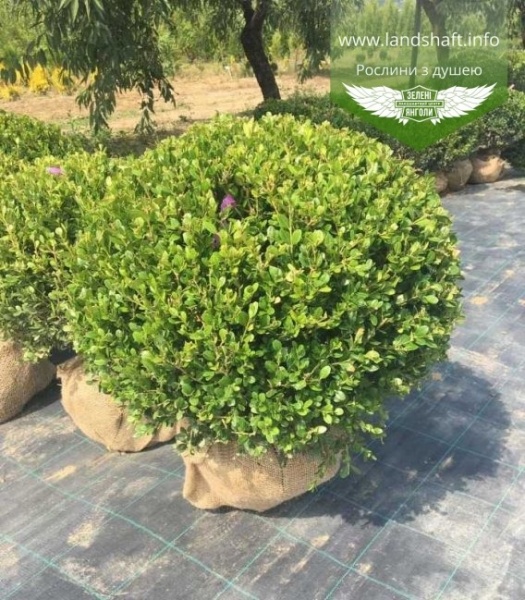 Растение Самшит вариагатный / Buxus sempervirens, С5