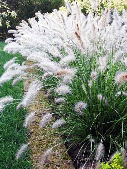 Корневище пеннисетума Хамельн 1 шт. 