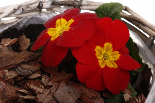 Растение комнатное Корзина 1 Нарц+Примула овал р/р