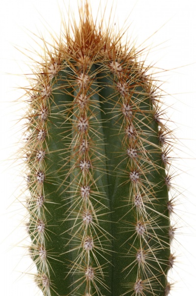 Рослина кімнатна Кактус мікс 5х10 см