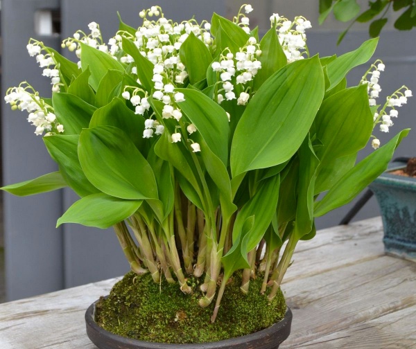 Растение Ландыш обычный майский С1