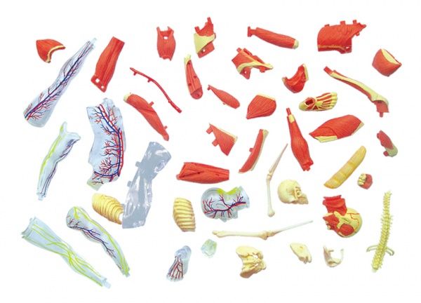 Объемная анатомическая модель 4D Master Мускулы и скелет человека FM-626010