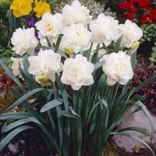 Луковица Нарцисс махровый Обдам 5 шт. 