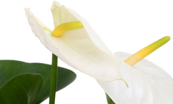 Растение комнатное Антуриум вайт 17x85 см