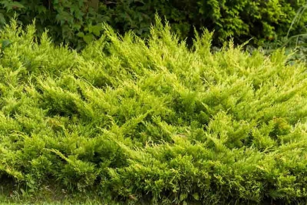 Растение Можжевельник горизонтальный Лаймглоу/Juniperus hor. 'Limeglow' С2/Н10