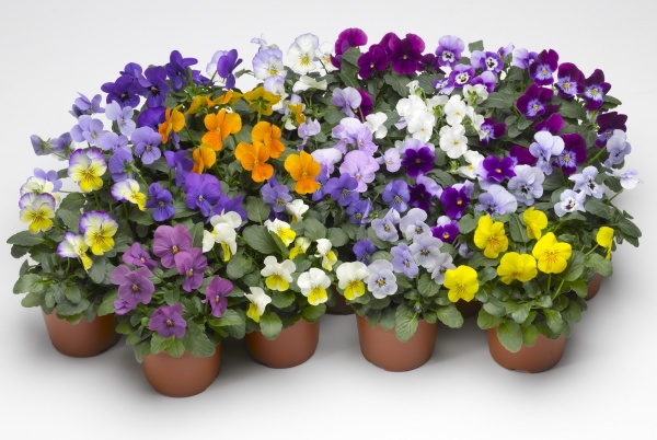 Семена Професійне насіння виола Пенни F1 смесь 10 шт. (4823058202594)