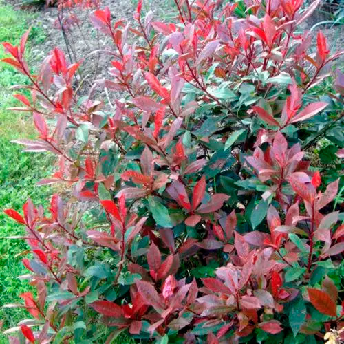 Растение Фотиния Фразера Литтл Ред Робин d17/h30