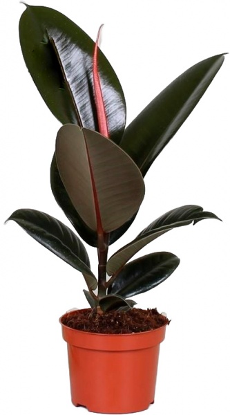 Рослина Фікус elastica Абіджан 12/35