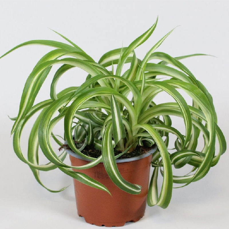 Рослина Хлорофітум 13х25 зелений Bonnie