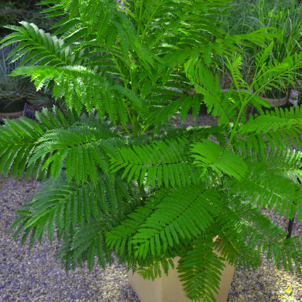 Семена Професійне насіння жакаранда мимозолистная 0,8 г (4823058200934)