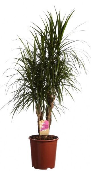 Растение комнатное Драцена 27/180Dracaena Marginata 120-90-60-45-15