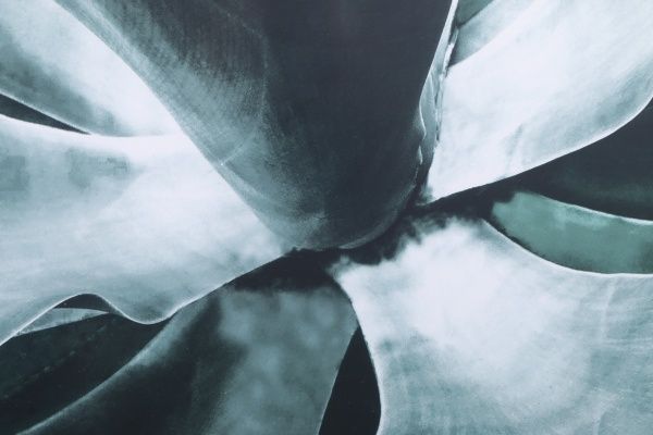 Картина try Sucullent 50x70 см Styler OB-02667 