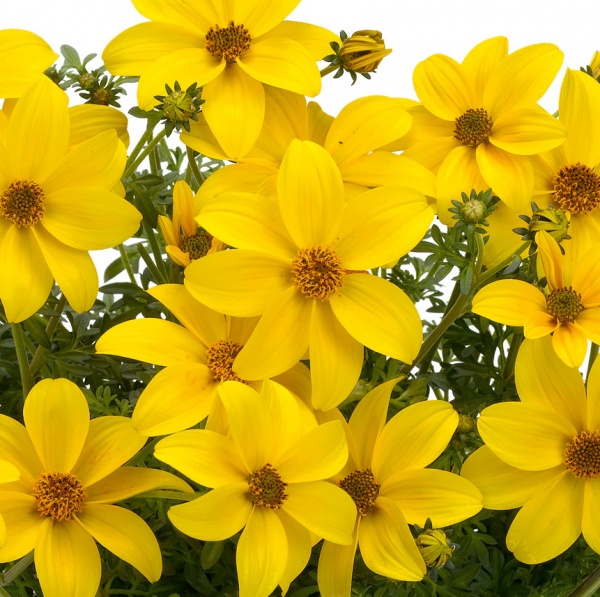 Семена Професійне насіння биденс Ауреа золотистый 0,2 г (4823058200354)