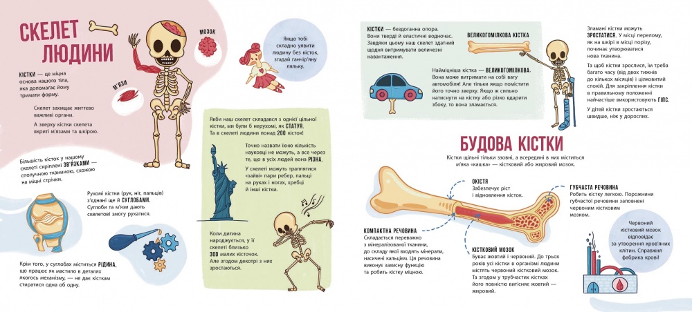 Книга Булгакова Г. «Енциклопедія з віконцями: Скелети і кістки» 978-617-09-9671-8