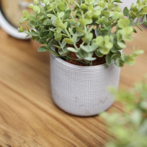 Цветочная композиция Кализия в цементном сером горшке 9.7х18 см