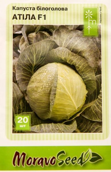 Насіння MoravoSeeds капуста білоголова Атіла 20 шт.