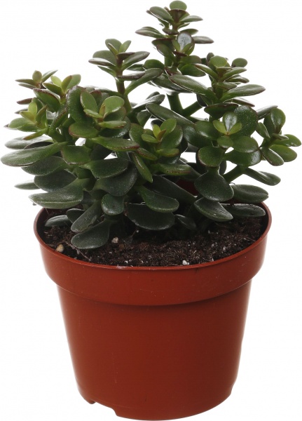 Суккулент Крассула минова 12/20