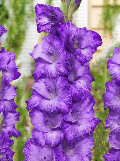 Клубнелуковица F.Stoop B.V. гладиолуса Кепитан 3 шт. 