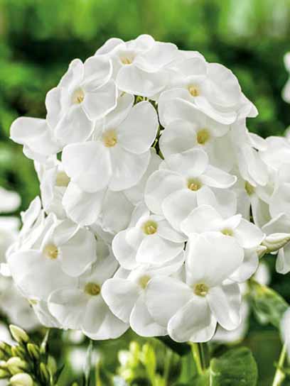 Корневище флокса Уайт Спар 1 шт. 