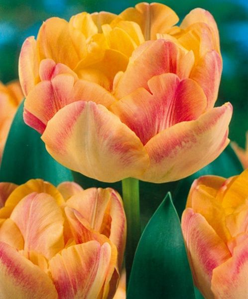 Луковица Яскрава Charming Lady 3 шт. 