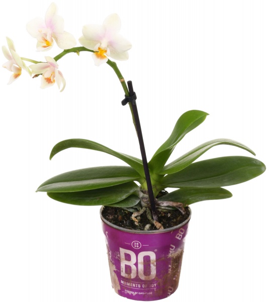 Рослина Фаленопсіс міні мікс 6/20