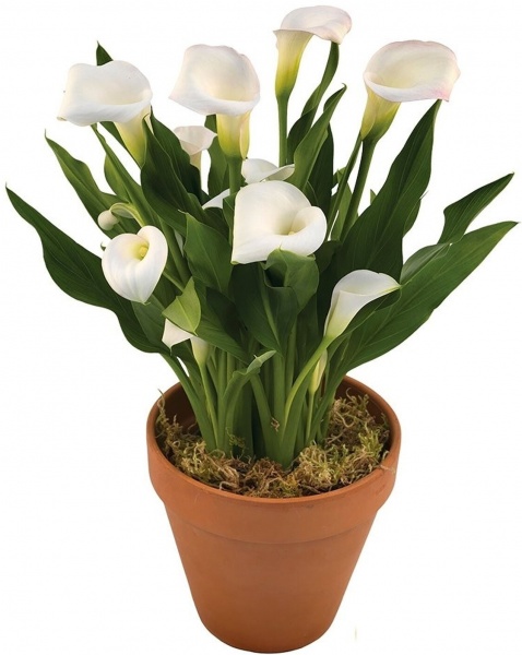 Растение Калла микс 13/45