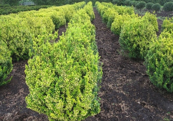 Растение Падуб/ ILEX crenata Голден Рокет С3/ Н20-30