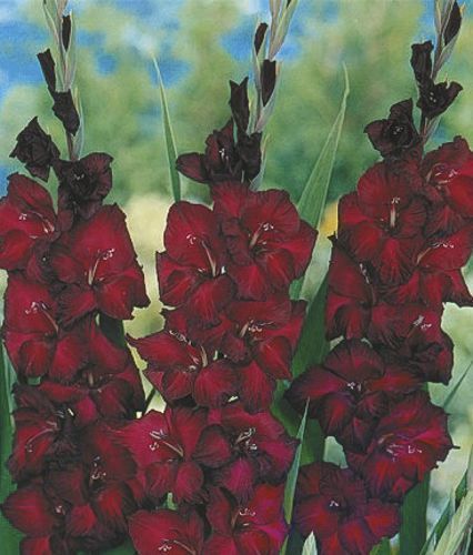 Луковица Яскрава Гладиолус Black Jack 3 шт. 