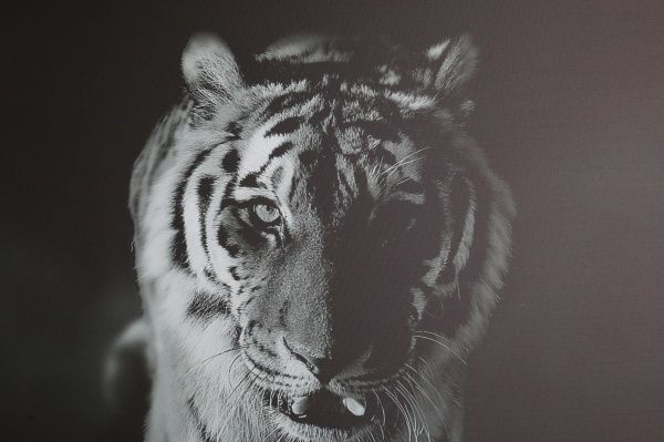 Репродукция Тигр 75x100 см Styler 