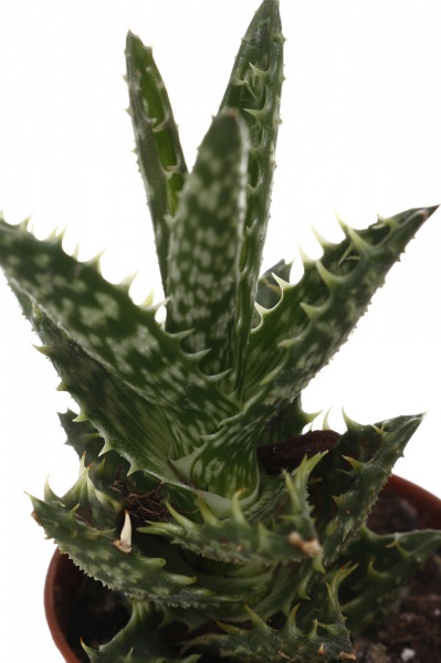 Рослина кімнатна Хавортія мікс 6х10 см