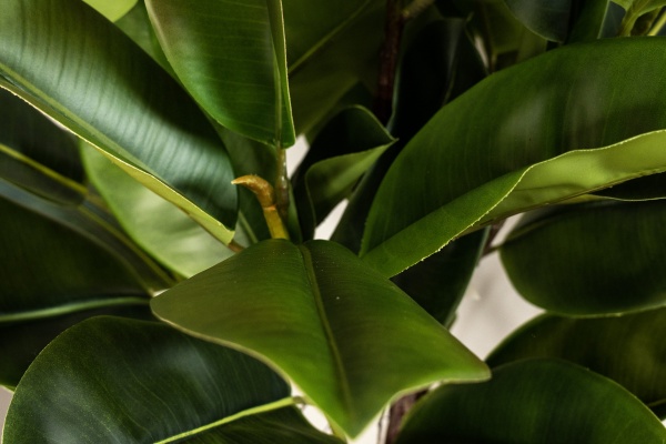 Дерево штучне Фікус каучуконосний 115 см в горщику 360474 Девілон