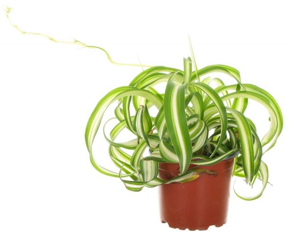 Растение комнатное Хлорофитум 12х20