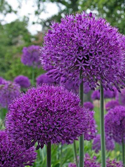 Луковица лука декоративного Перпл Сенсейшн 2 шт. 