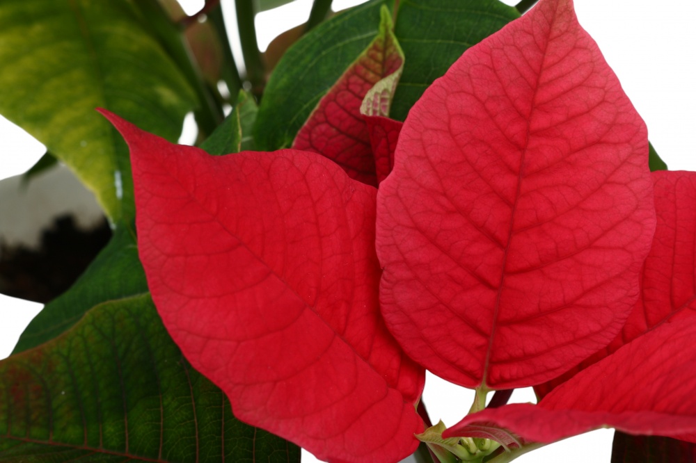 Растение комнатное Пуансетия Эуфорбия пульцерима d20