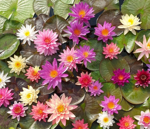 Растение Водяная Лилия в стакане микс d10/h20