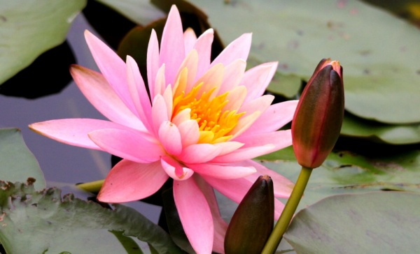 Растение Нимфея розовая в ассортименте ведро 10 л