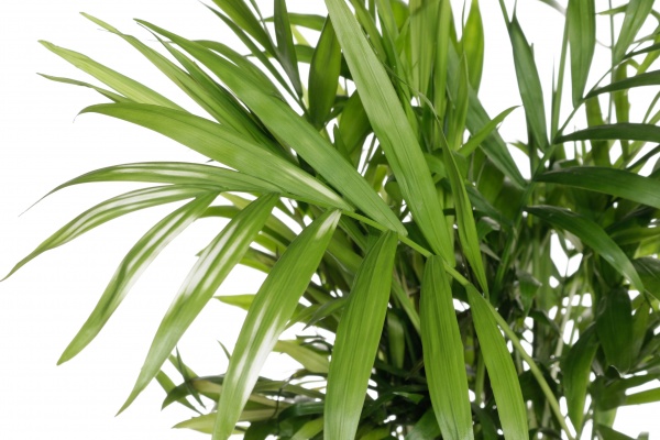 Рослина кімнатна Хамідорея 15/50